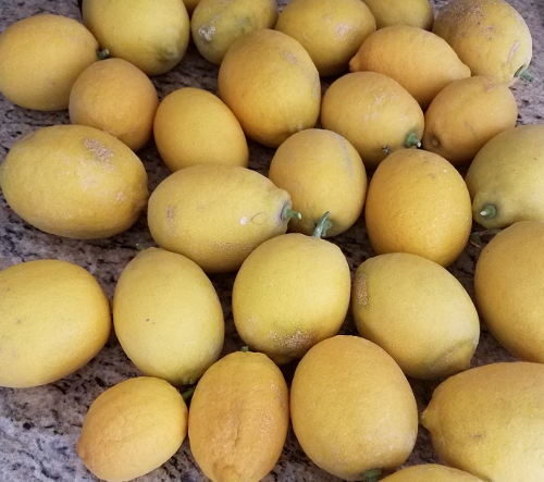 Lemons from my tree